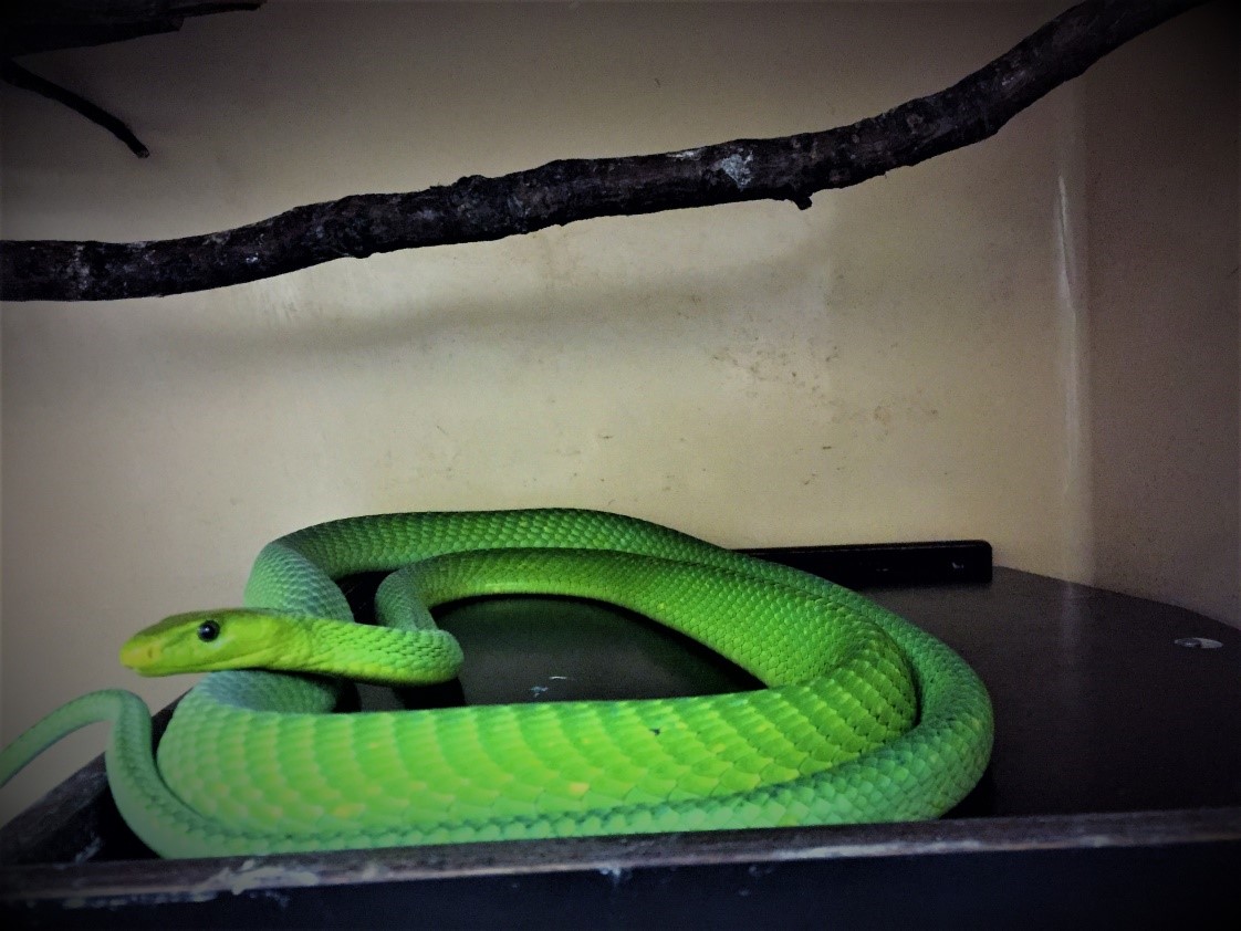 Eastern green mamba at LSTM snake venom research lab. Don’t worry, he always looks this way.