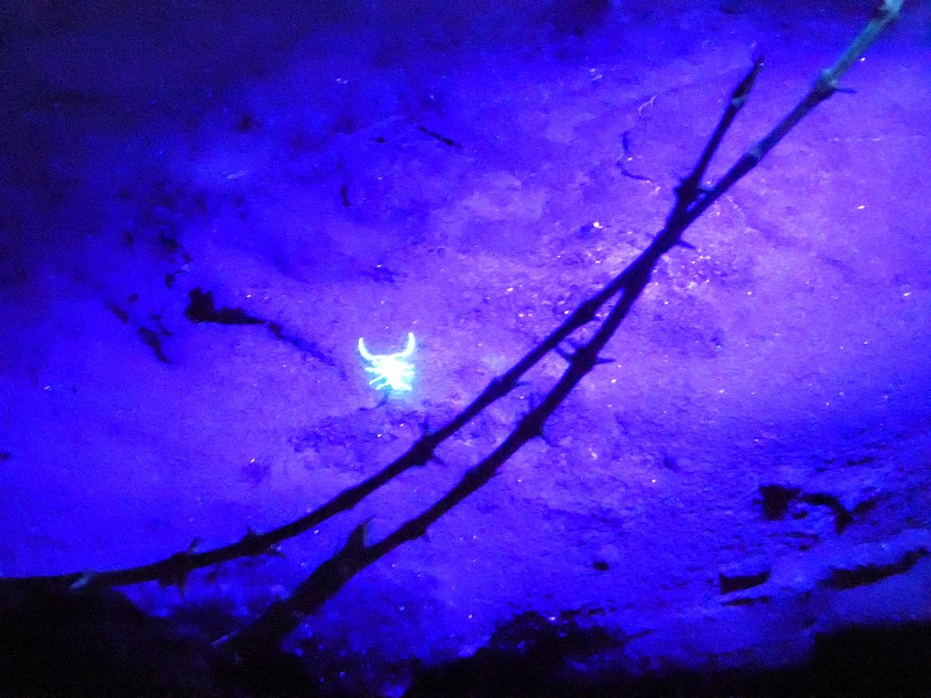 For some reason Namibian scorpions fluoresce under UV light! Very handy for those nocturnal latrine trips. 