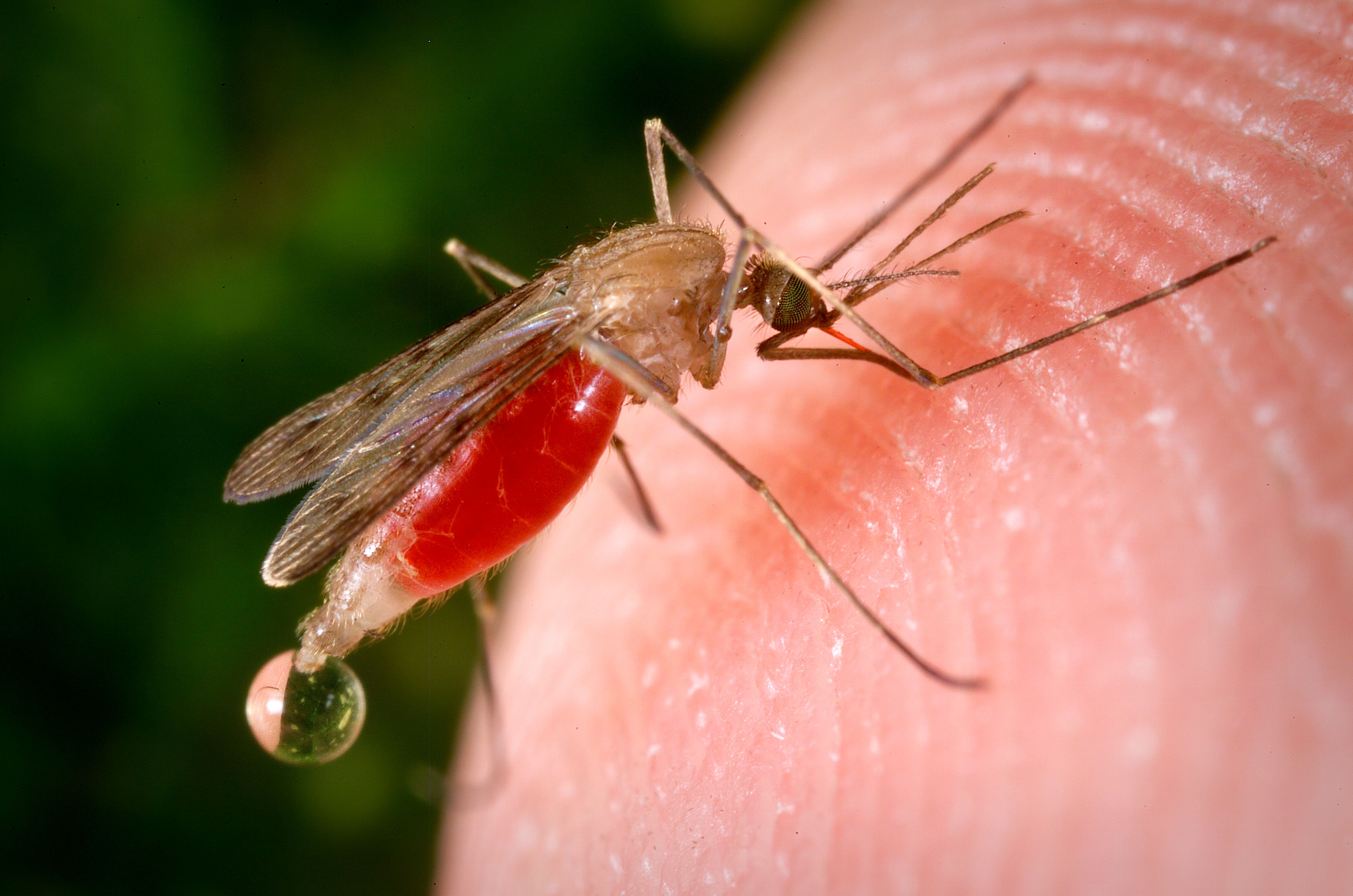 Impact of Insecticide Resistance on Malaria Control | LSTM