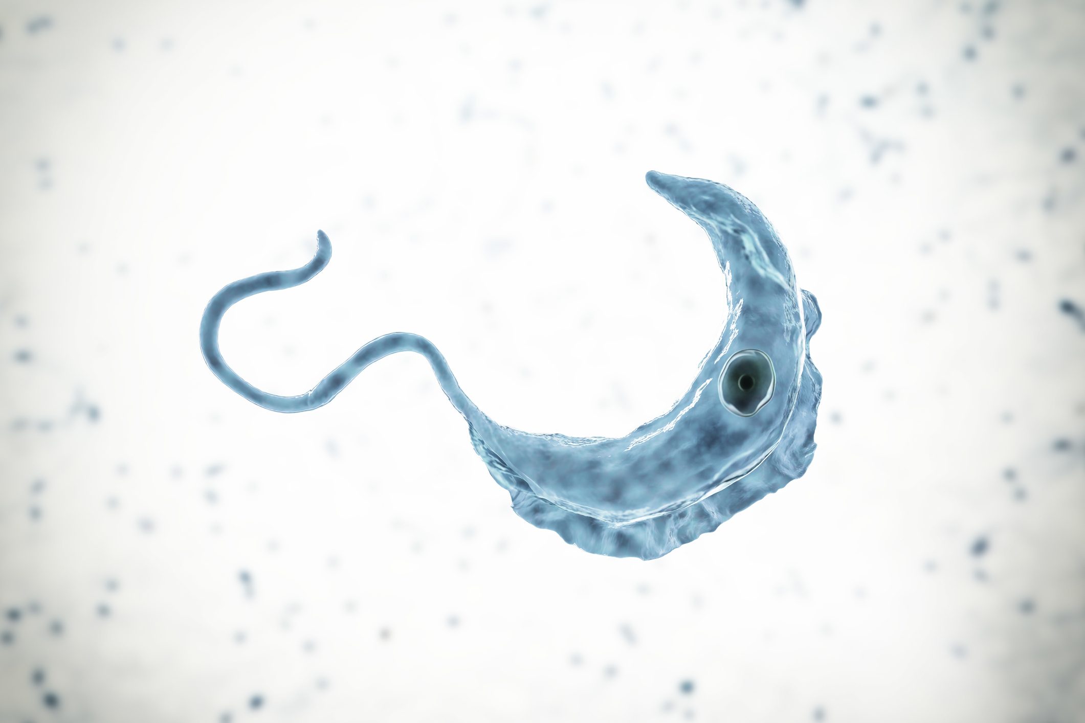 Parasite serology: African trypanosomiasis | LSTM