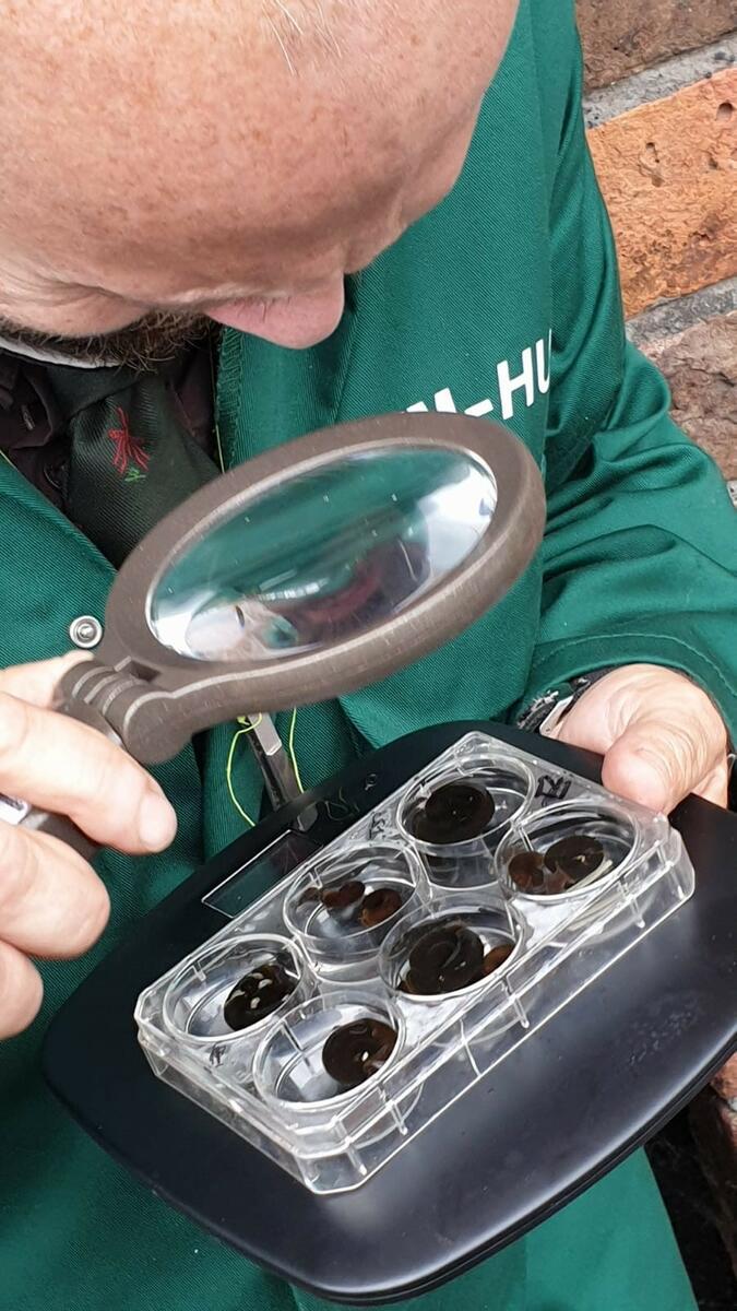 Checking freshwater snails for avian cercariae