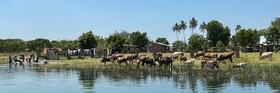 Shire River just down from Lake Malawi where cattle have the greatest burden of hybrid schistosomes