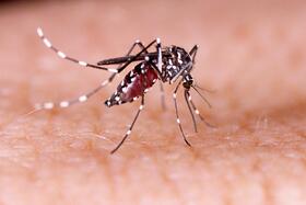 Aedes mosquito