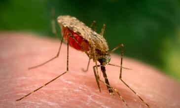 Anopheles arabiensis mosquito