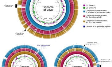 BLAST Ring Image Generator (BRIG) visualization of prophage regions in the genomes of wNo, wAnM and wAnD when compared to one another.