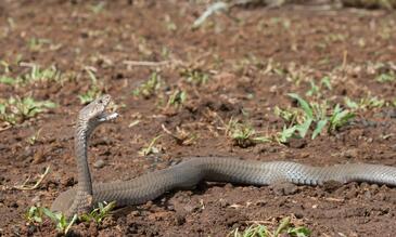 Mozambique spitting cobra (Naja mossambica) in Eswatini ©Wolfgang Wüster
