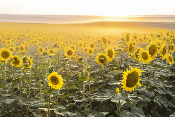 A field of sunflowers