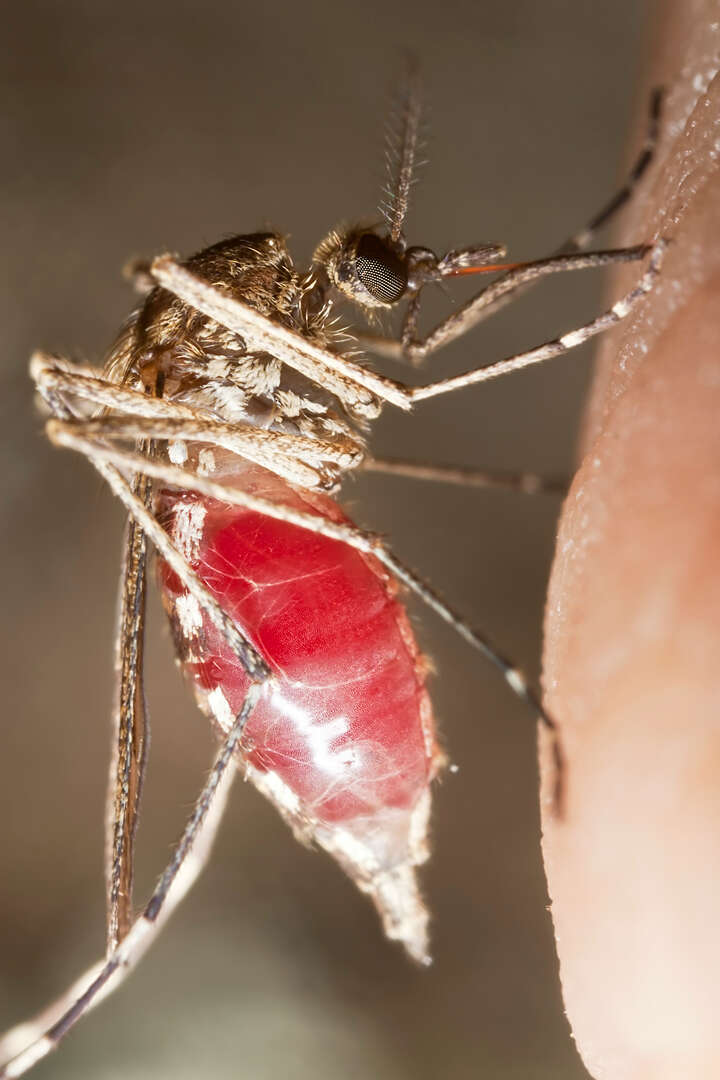 Malaria & other vector borne diseases | LSTM