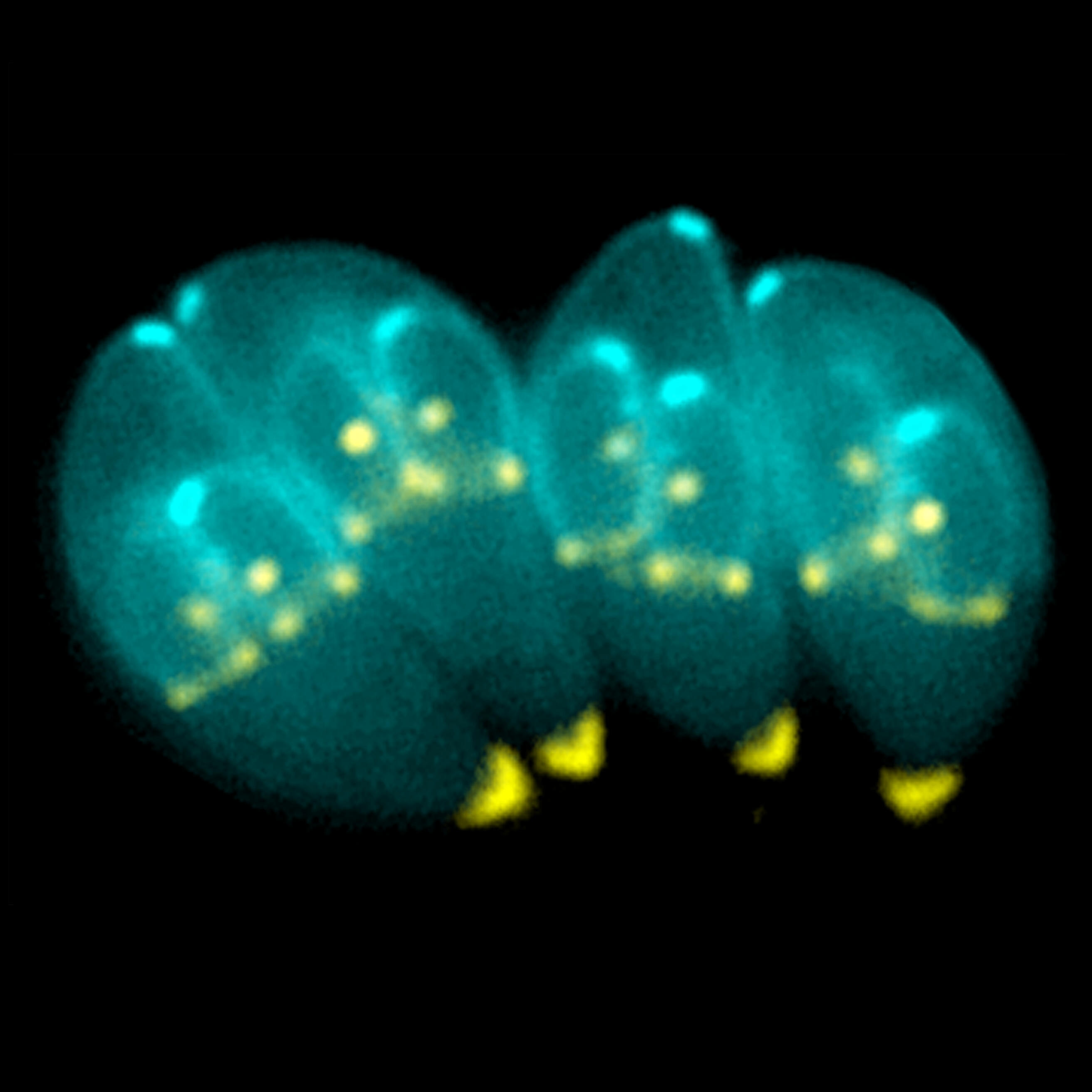 Toxoplasma gondii. Credit: Wikipedia Toxoplasma gondii. Credit: Wikipedia