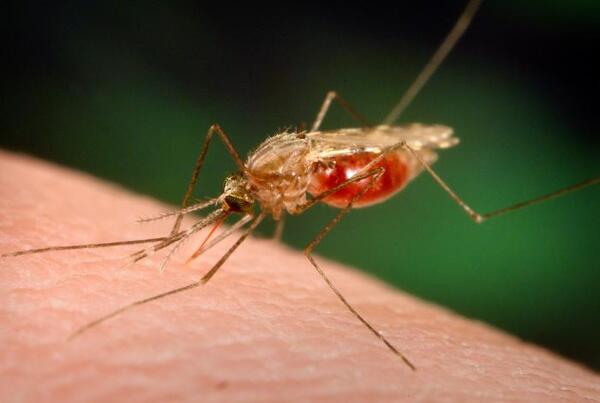 Anopheles funestus © James Gathany, CDC; Dr Frank Collins, University of Notre Dame Anopheles funestus © James Gathany, CDC; Dr Frank Collins, University of Notre Dame