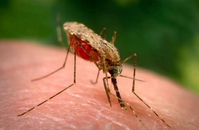 Anopheles arabiensis mosquito