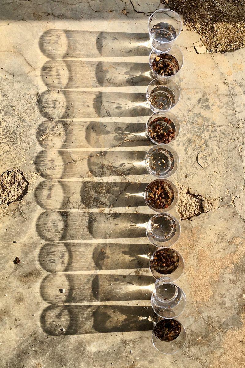 © Zikmund Bartonίček The image “Shedding” depicts exposing snails (Bulinus and Indoplanorbis) to sunlight to provoke trematode – and especially schistosome – cercariae shedding in Barombi Kotto, Cameroon. This research will help efforts to tackle NTDs, including schistosomiasis. © Zikmund Bartonίček The image “Shedding” depicts exposing snails (Bulinus and Indoplanorbis) to sunlight to provoke trematode – and especially schistosome – cercariae shedding in Barombi Kotto, Cameroon. This research will help efforts to tackle NTDs, including schistosomiasis.