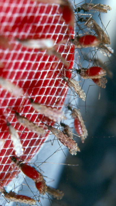 Anopheles gambiae mosquitoes feeding on blood Anopheles gambiae mosquitoes feeding on blood