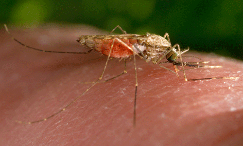 Anopheles gambiae Anopheles gambiae