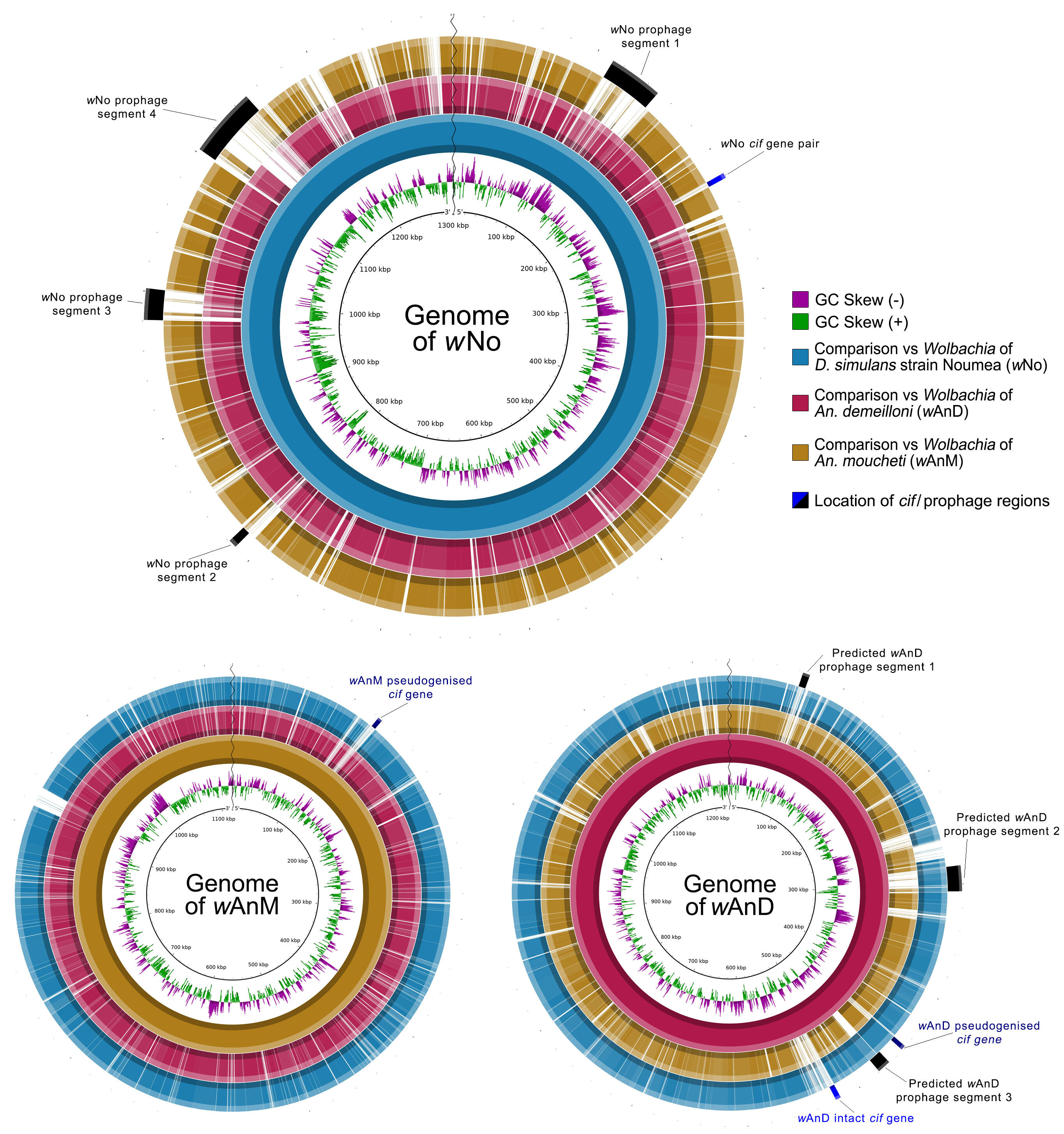 BLAST Ring Image Generator (BRIG) visualization of prophage regions in the genomes of wNo, wAnM and wAnD when compared to one another. BLAST Ring Image Generator (BRIG) visualization of prophage regions in the genomes of wNo, wAnM and wAnD when compared to one another.