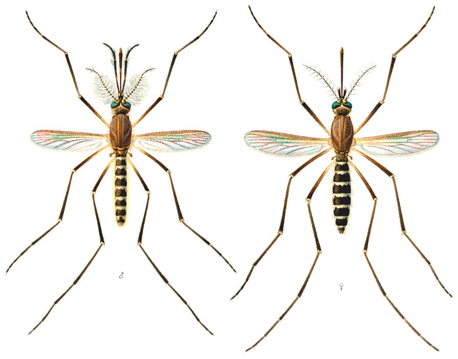 Culex quinquefasciatus Culex quinquefasciatus