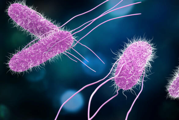 Typhoid vaccine may protect against other infections | LSTM