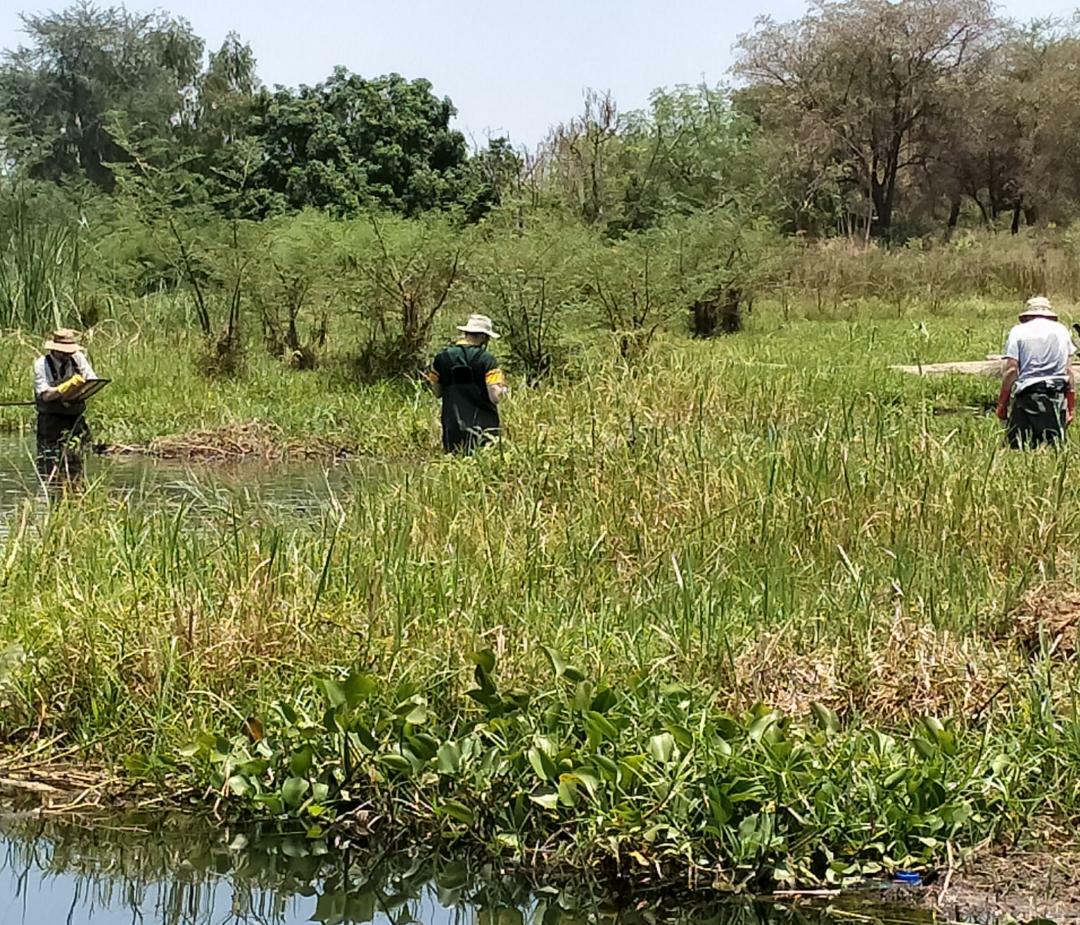 LSTM Tropical Disease Biology and Vector Researchers undertaking Vector surveillance in Malawi LSTM Tropical Disease Biology and Vector Researchers undertaking Vector surveillance in Malawi
