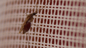 Malaria-carrying mosquito resting on a bed net due to resistance to insecticide Malaria-carrying mosquito resting on a bed net due to resistance to insecticide