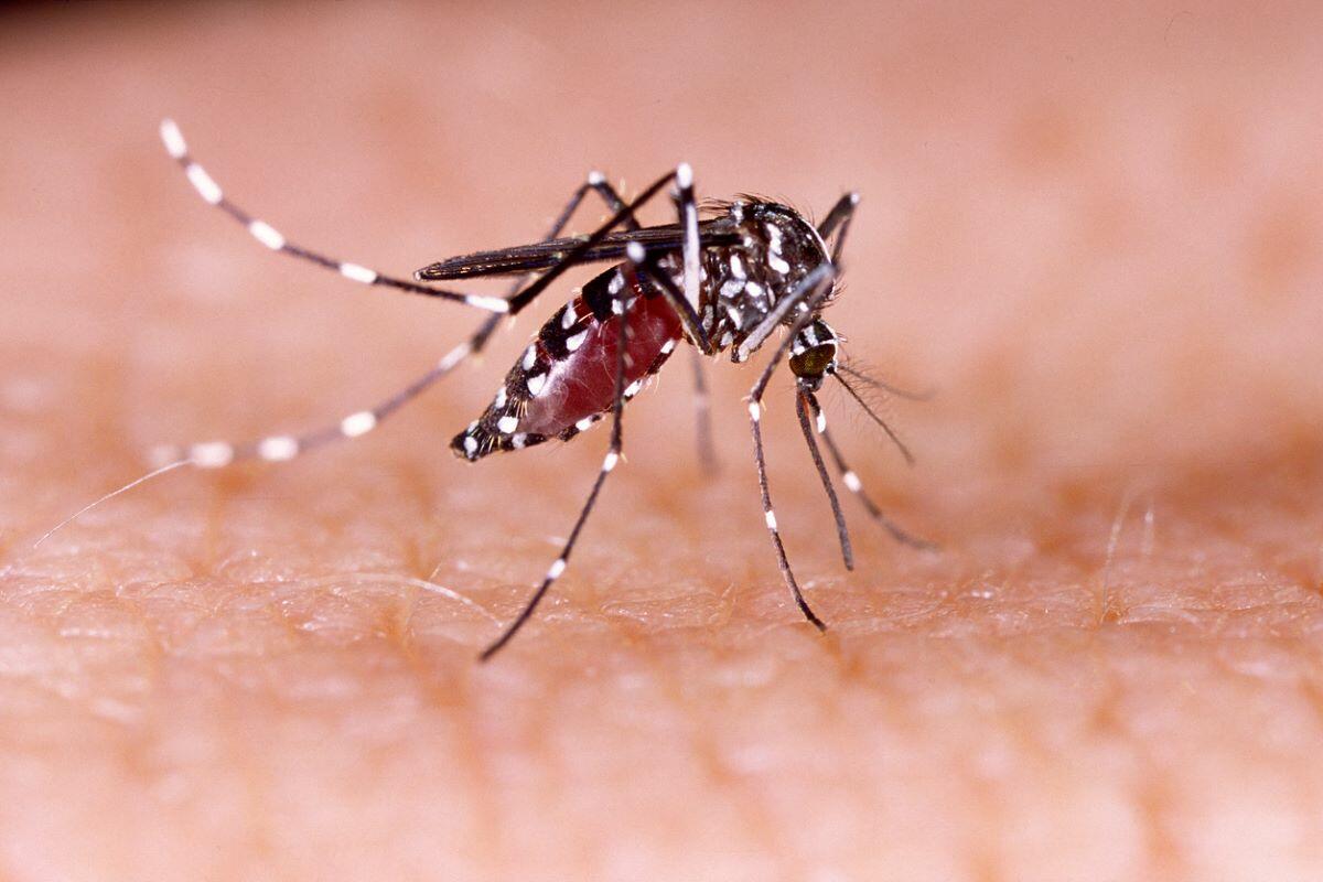 Aedes mosquito