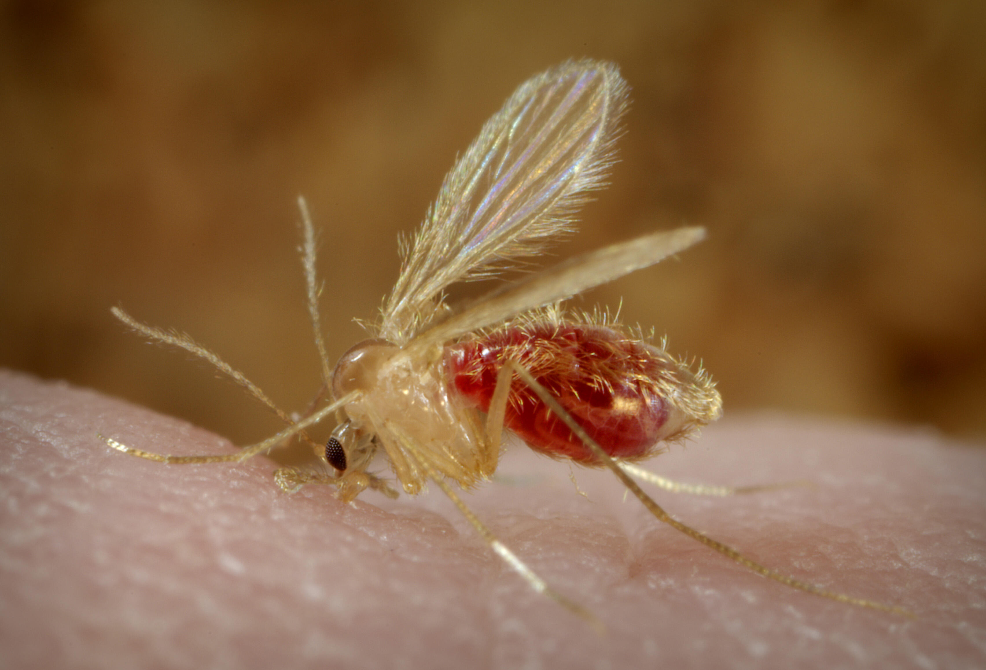 First Molecular Diagnostics For Insecticide Resistance In Sandflies