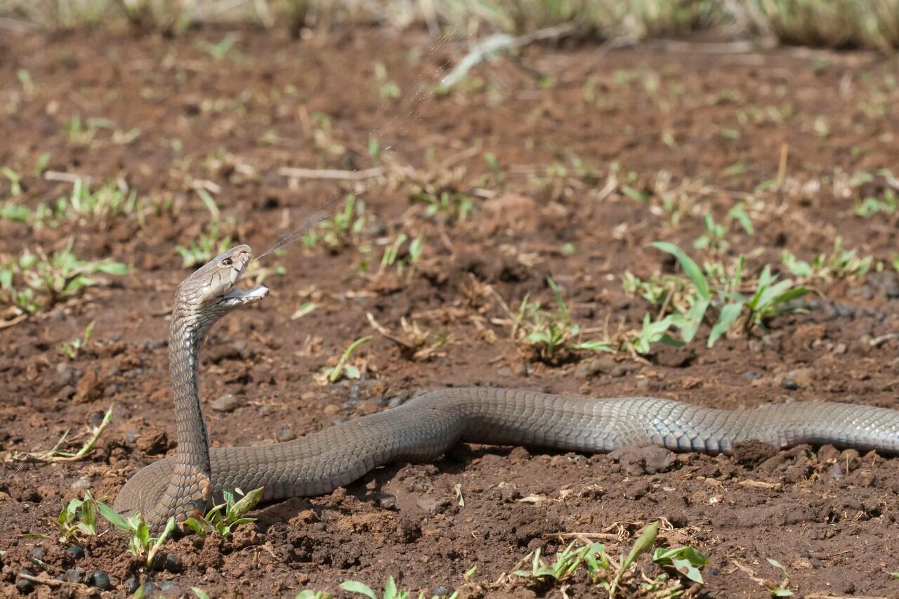 Mozambique spitting cobra (Naja mossambica) in Eswatini ©Wolfgang Wüster