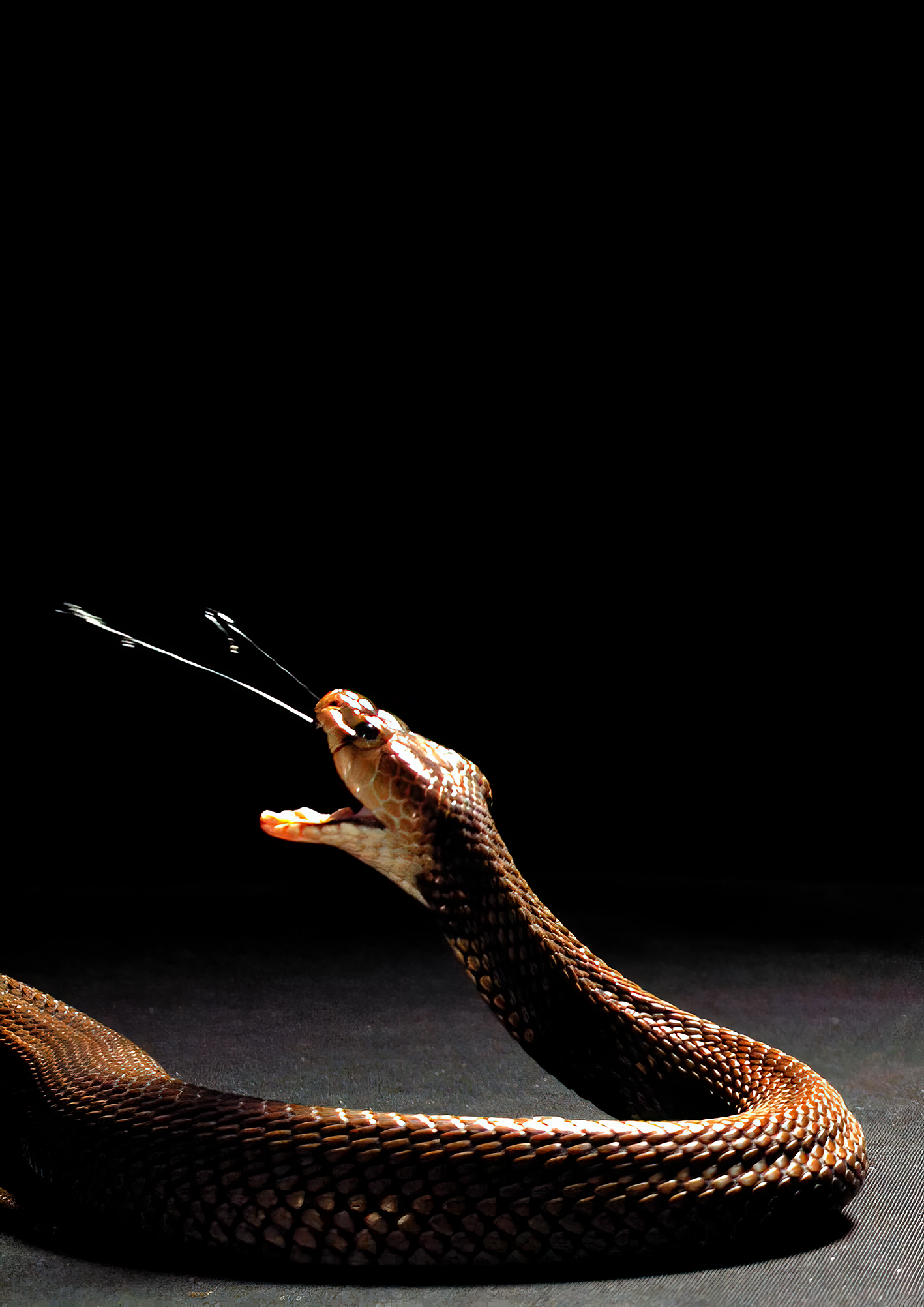 ©The Trustees of the Natural History Museum, London and Callum Mair: Naja nubiae slow motion spitting. ©The Trustees of the Natural History Museum, London and Callum Mair: Naja nubiae slow motion spitting.
