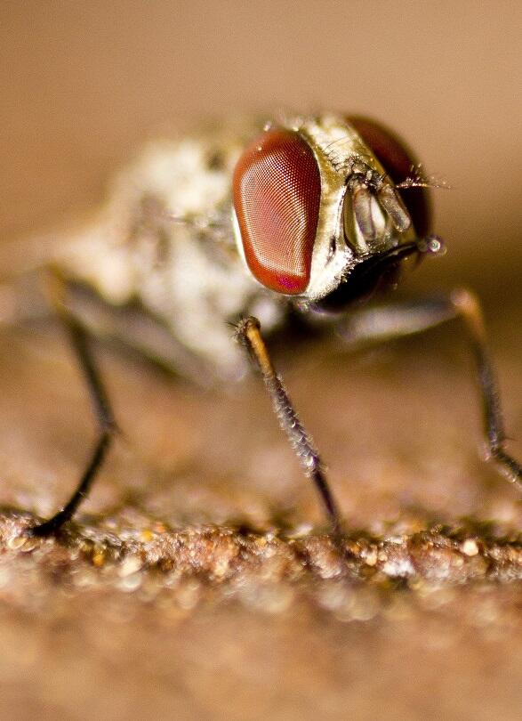 Tsetse fly. Dhruv Patel, CC BY 3.0 via Wikimedia Commons Tsetse fly. Dhruv Patel, CC BY 3.0 via Wikimedia Commons