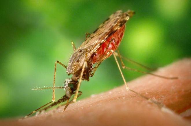 Anopheles stephensi Anopheles stephensi
