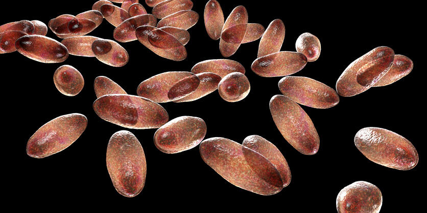 Plague bacteria Yersinia pestis, 3D illustration. Gram-negative bacteria with bipolar staining which cause plague infection Plague bacteria Yersinia pestis, 3D illustration. Gram-negative bacteria with bipolar staining which cause plague infection