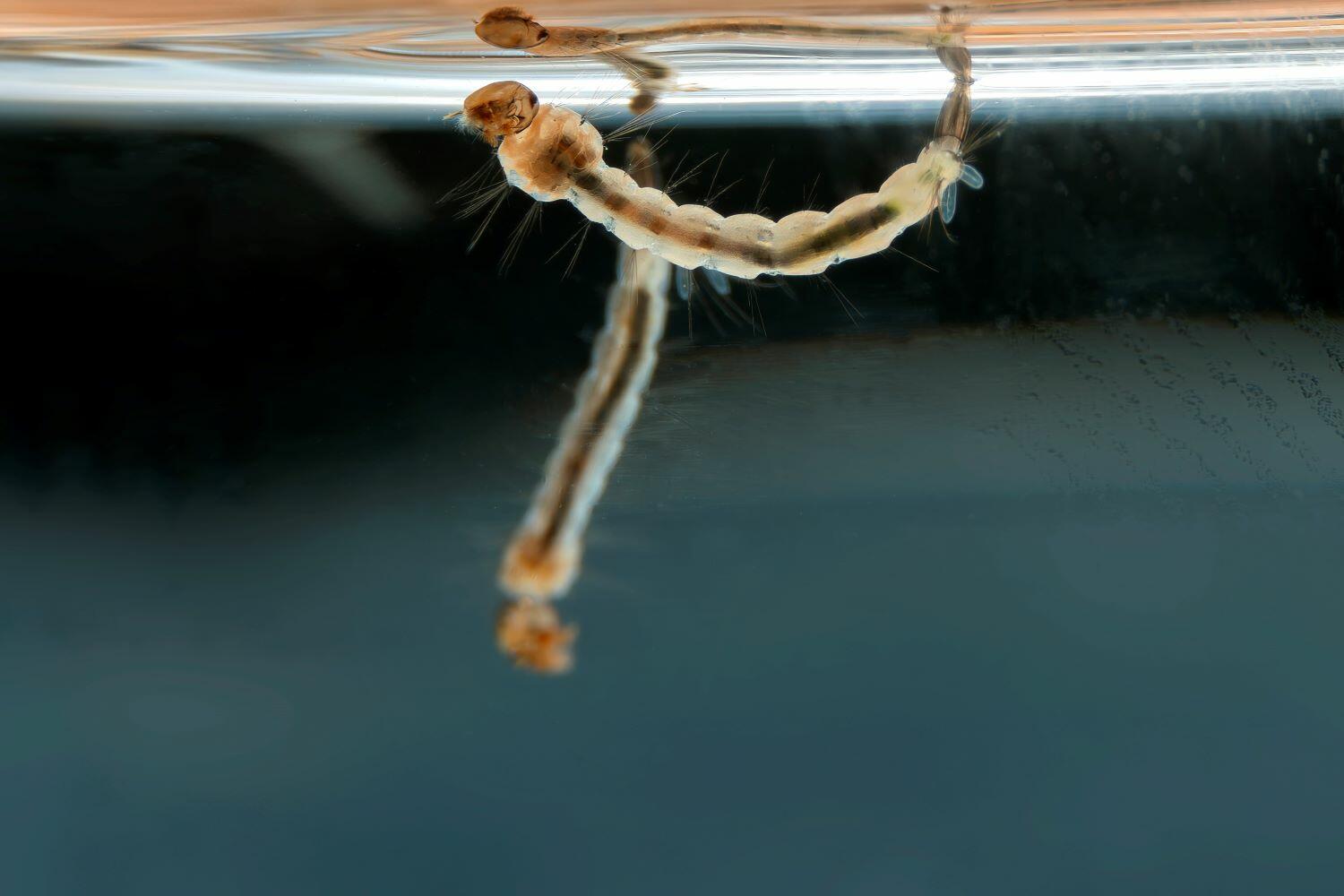 Mosquito larvae