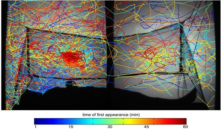 This image was captured by an infra-red tracking system and shows the flight paths of multiple mosquitoes as they attempt to reach a sleeping human protected inside an insecticide-treated be net. The image shows the high concentration of activity on the roof of the net, above the torso of the sleeper beneath. This image was captured by an infra-red tracking system and shows the flight paths of multiple mosquitoes as they attempt to reach a sleeping human protected inside an insecticide-treated be net. The image shows the high concentration of activity on the roof of the net, above the torso of the sleeper beneath.