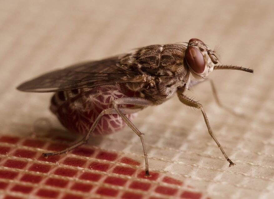 A blood fed tsetse fly - Photo: Daniel Hargrove A blood fed tsetse fly - Photo: Daniel Hargrove