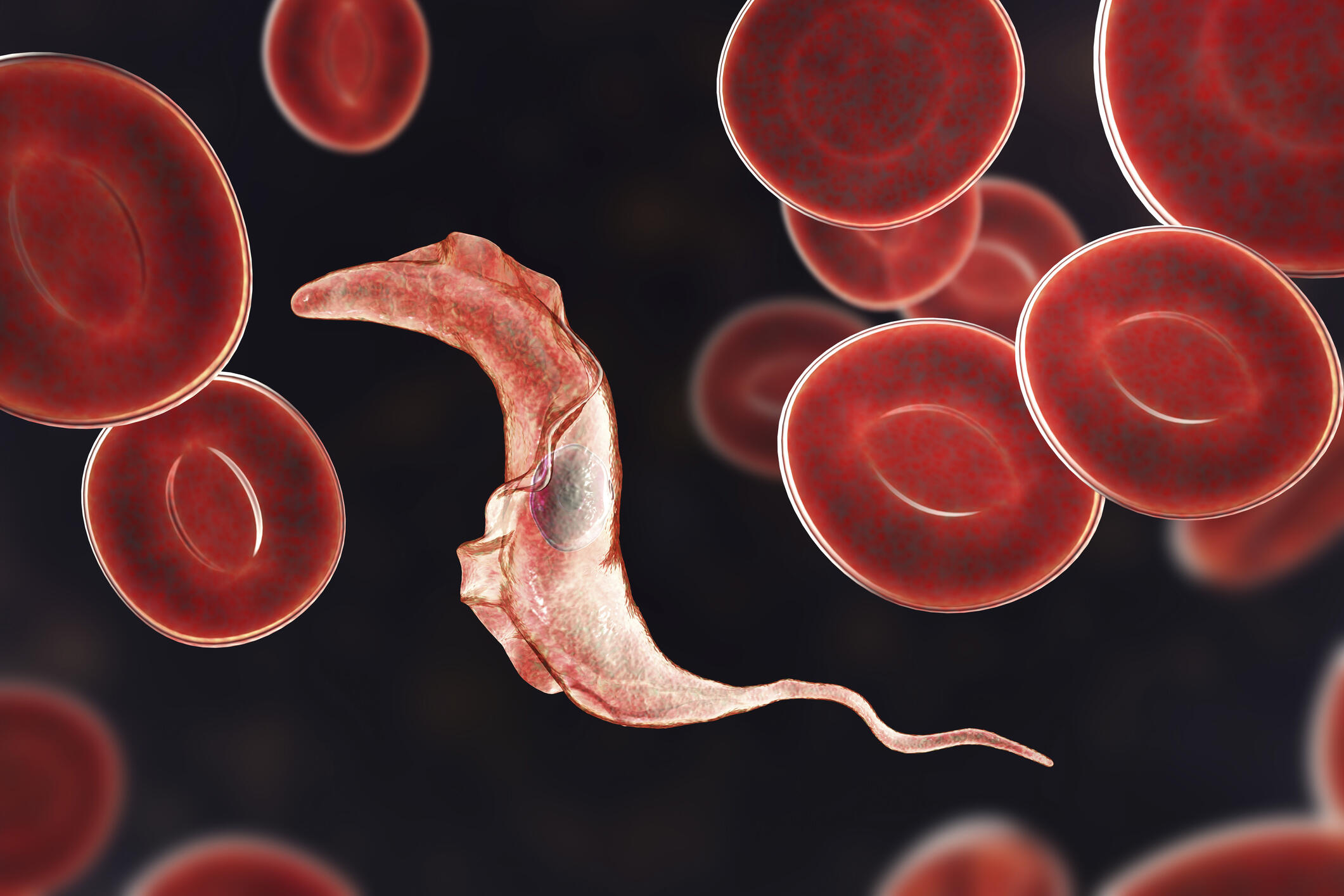 Blood parasites Trypanosomiasis LSTM