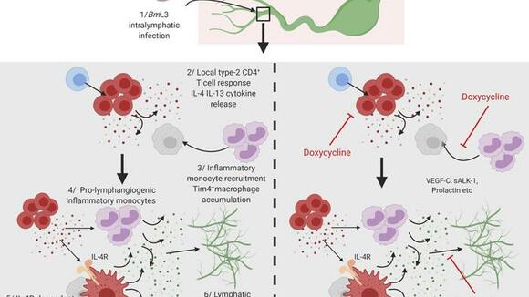 Neglected Tropical Diseases | LSTM