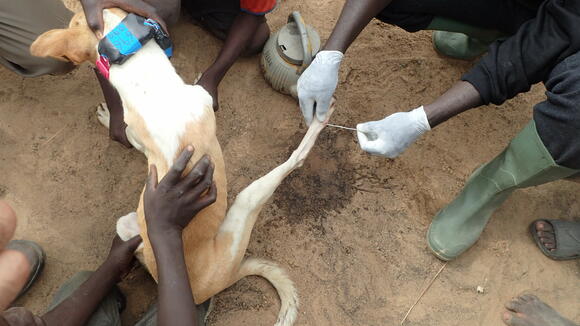 Guinea worm removal from a dog's leg - Photo: Jared Wilson-Aggarwal
