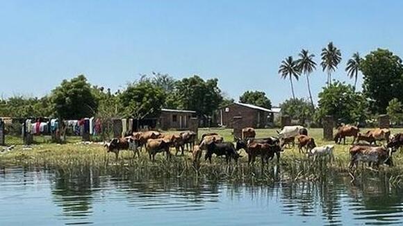 Shire River just down from Lake Malawi where cattle have the greatest burden of hybrid schistosomes