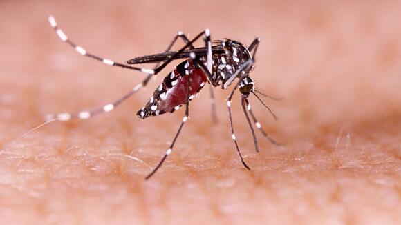 Aedes mosquito