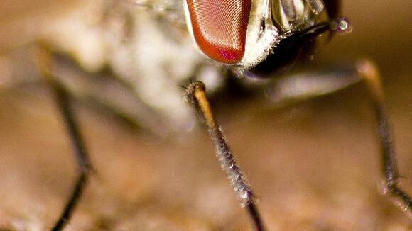 Tsetse fly. Dhruv Patel, CC BY 3.0 via Wikimedia Commons