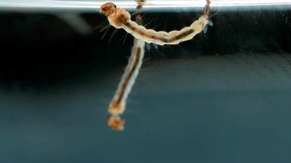 Mosquito larvae